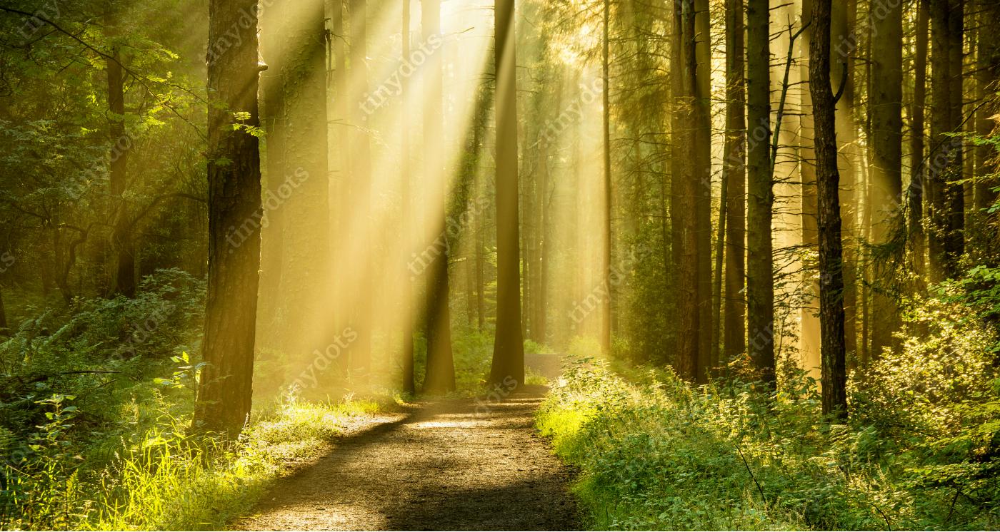 Sticker Gouden lichtstralen die door boomkruinen schijnen op een herfstochtend met pad in een bos.