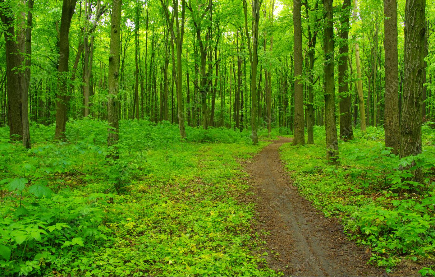 Fotobehang Groen bos en pad