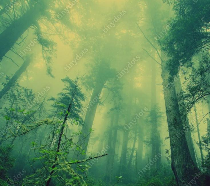 Sticker Lage hoekmening van bomen in bos tijdens mistig weer