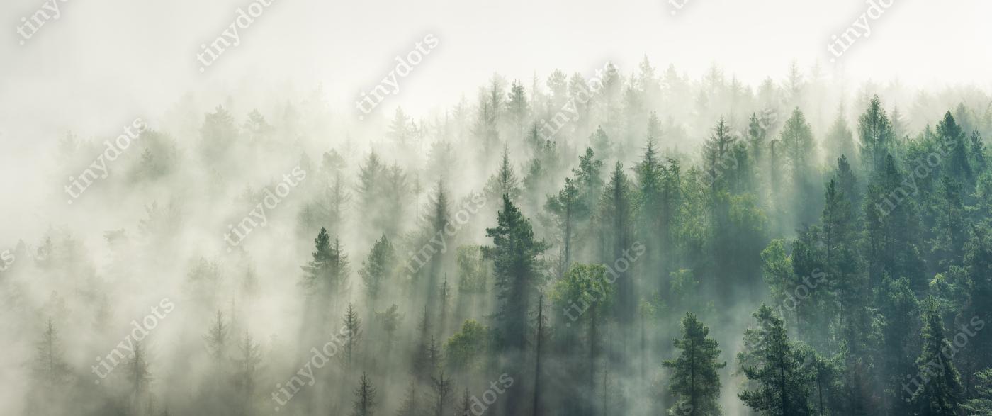 Sticker Panoramisch uitzicht op bos met ochtendmist