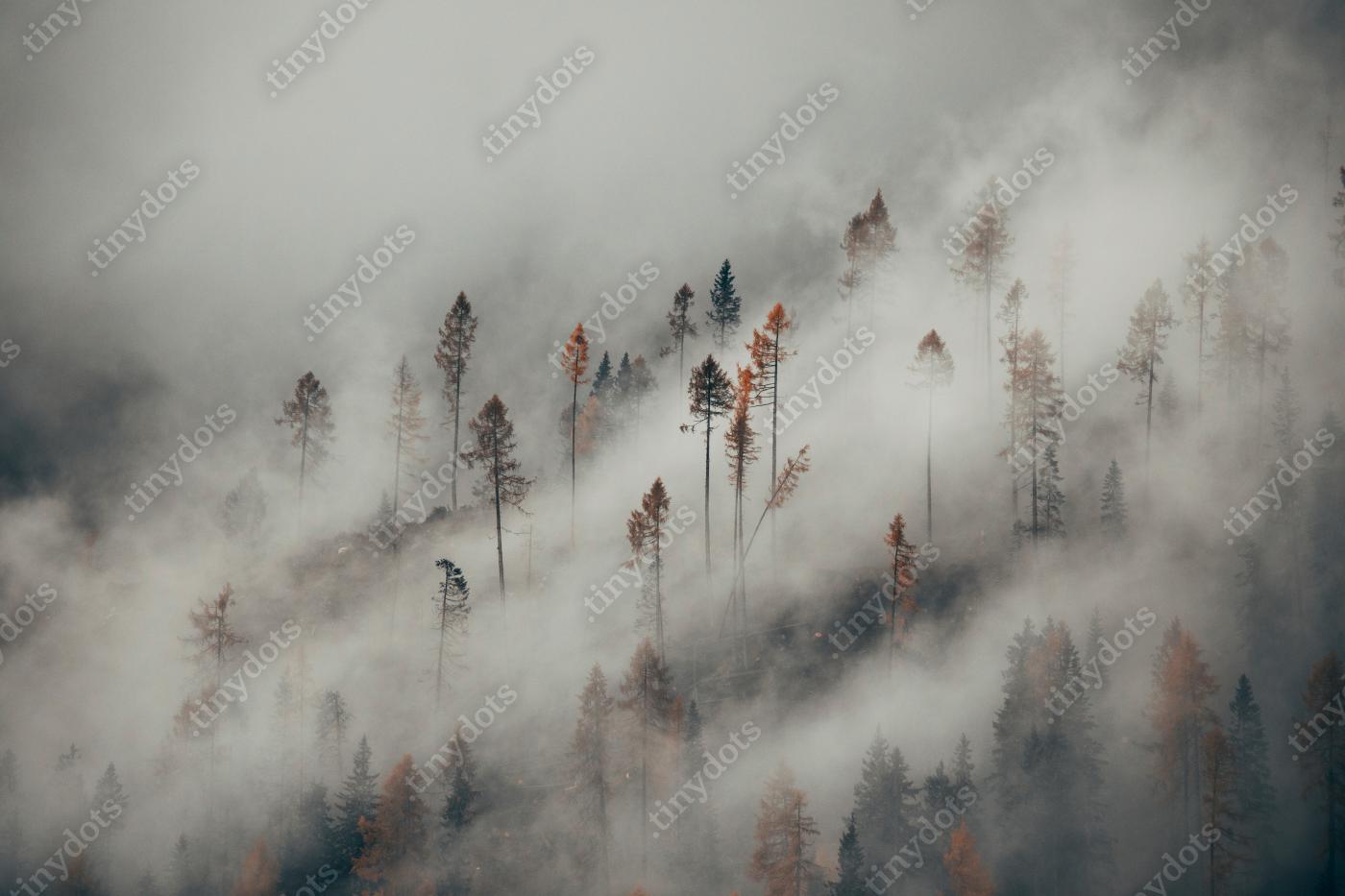 Sticker mist in het bos