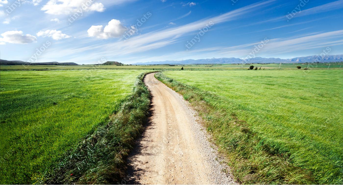 Fotobehang Landschap van groene velden en weg
